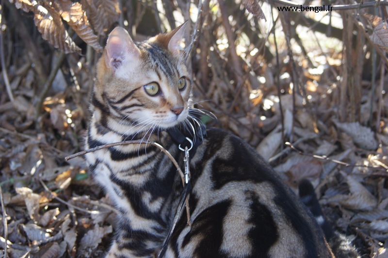 male bengal